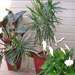 Exotic plants on the porch