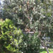 Azure. Banksia trees in the front garden
